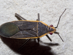 Leptocoris fuscus