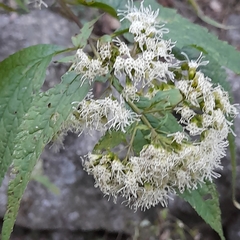 Ophryosporus macrodon
