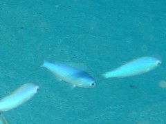 Teixeirichthys jordani