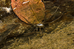 Dolomedes raptor