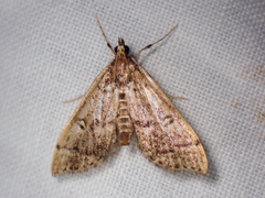 Steniini