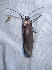 Urodidae