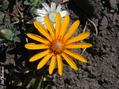 Chaetanthera glabrata
