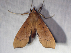 Anarmodia