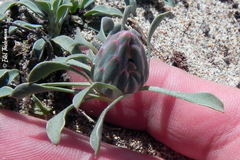 Chaetanthera glabrata