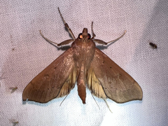 Anarmodia
