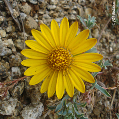 Chaetanthera glabrata