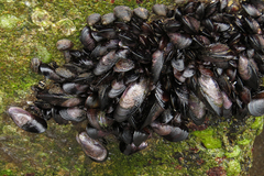 Brachidontes rodriguezii