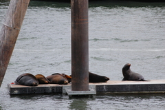 Zalophus californianus