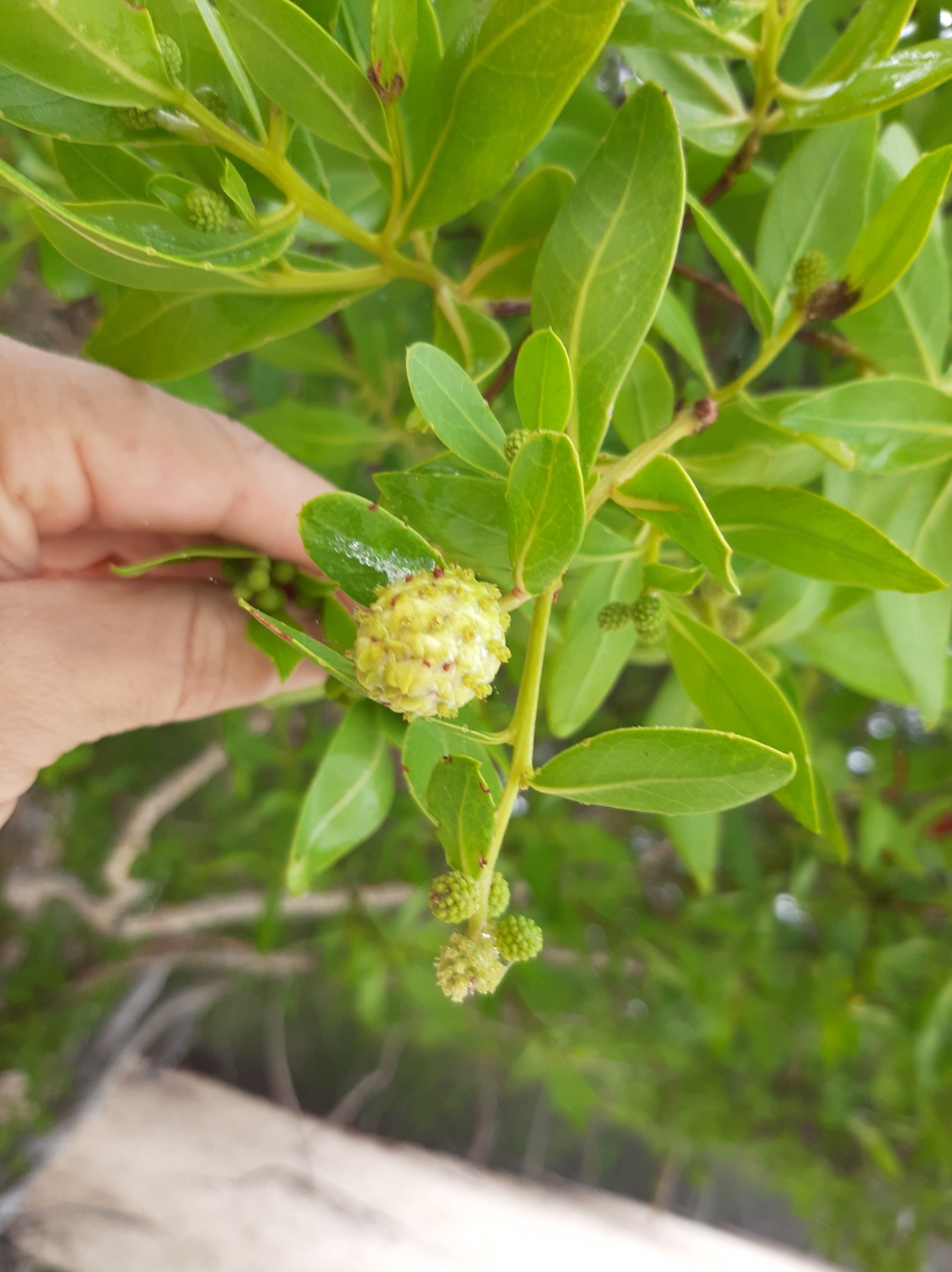 Conocarpus image