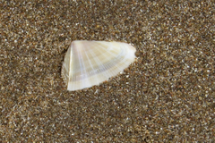 Donax hanleyanus