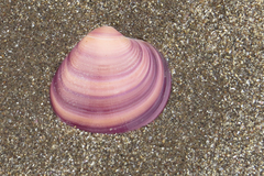 Eucallista purpurata