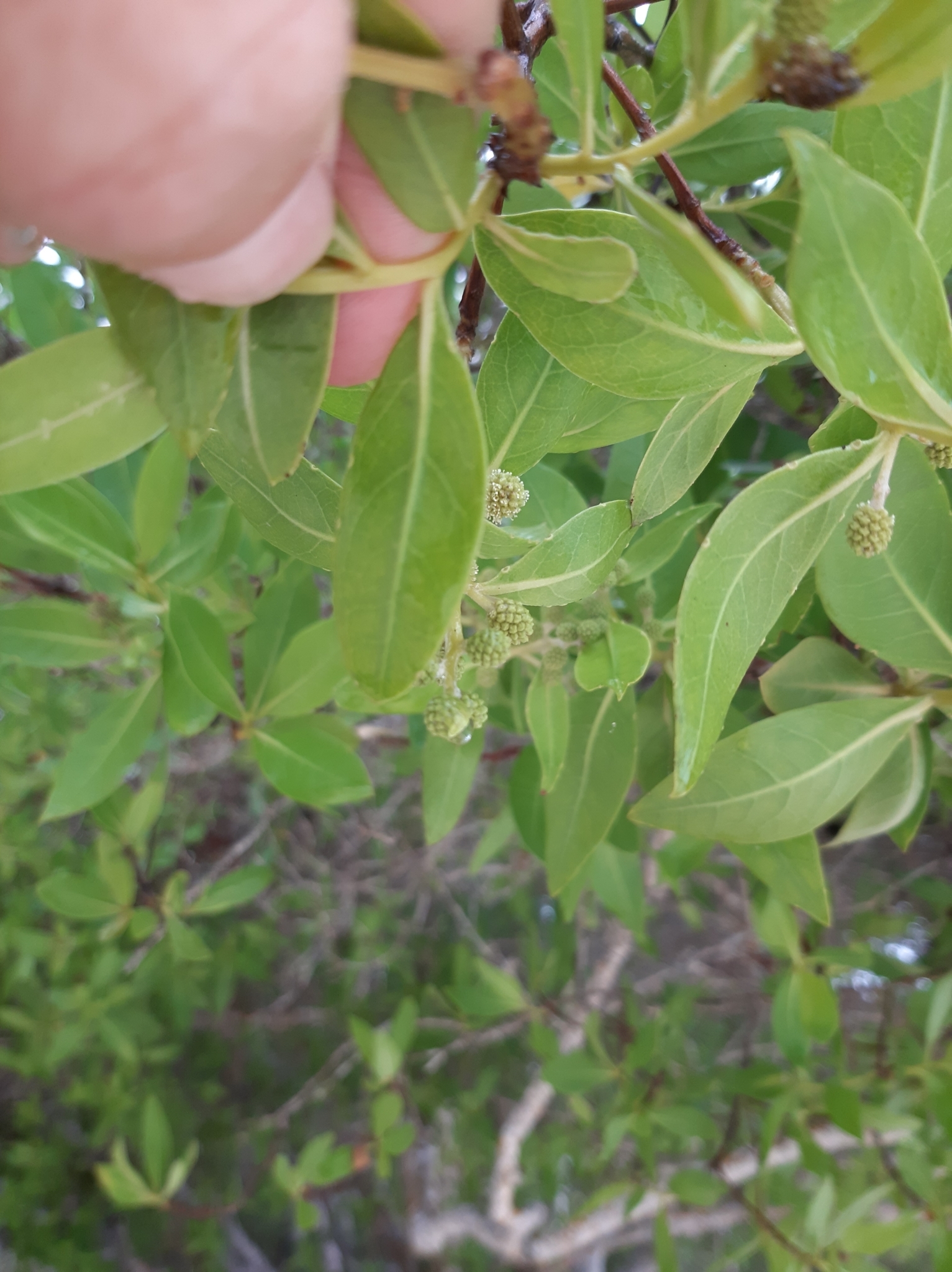 Combretaceae image