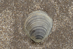 Glycymeris longior