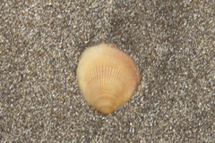 Glycymeris longior