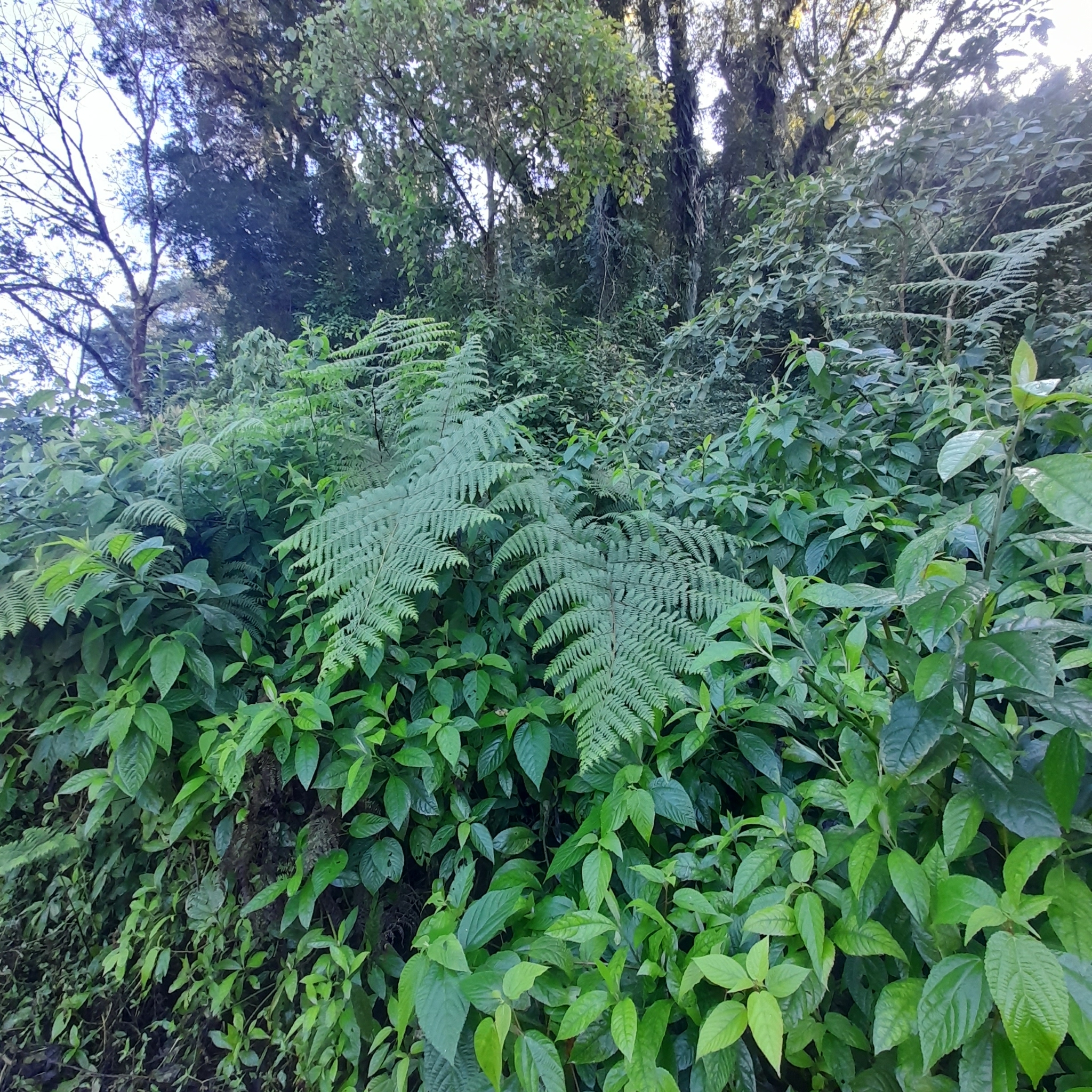Dennstaedtia cicutaria