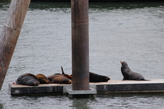 Zalophus californianus