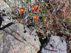 Chaetanthera microphylla