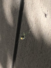 Leucauge argyrobapta