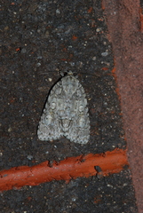 Acronicta modica