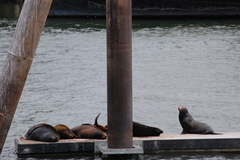 Zalophus californianus