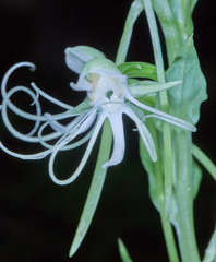 Habenaria macroceratitis