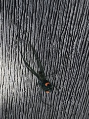 Leucauge argyrobapta