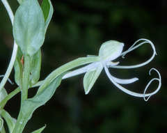 Habenaria macroceratitis