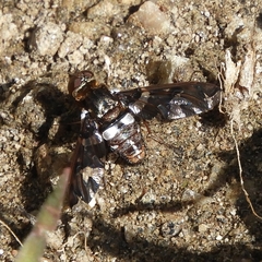 Exoprosopa caliptera