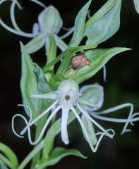 Habenaria macroceratitis