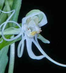 Habenaria macroceratitis