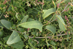 Oxybasis macrosperma