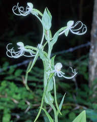 Habenaria macroceratitis