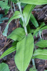 Habenaria macroceratitis
