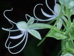 Habenaria macroceratitis