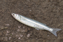 Odontesthes argentinensis