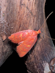 Himmacia