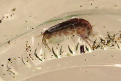 Hyalidae