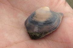 Bivalvia