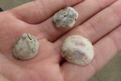 Bostrycapulus odites