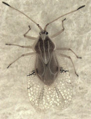 Gargaphia decoris