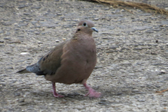 Zenaida auriculata