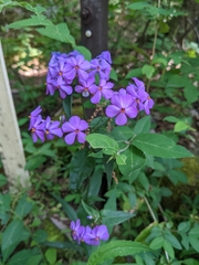 Phlox carolina