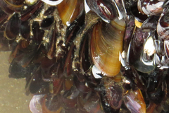 Mytilus platensis