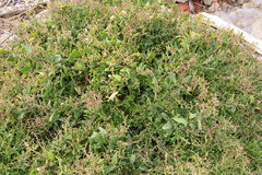 Oxybasis macrosperma