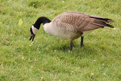 Branta canadensis