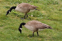 Branta canadensis