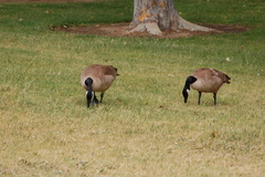 Branta canadensis