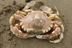 Ovalipes trimaculatus