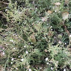 Stevia trifida